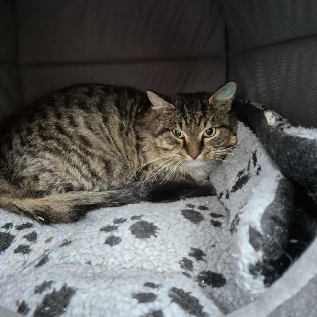 Photo of Merlin **2nd Chance Cat Rescue**