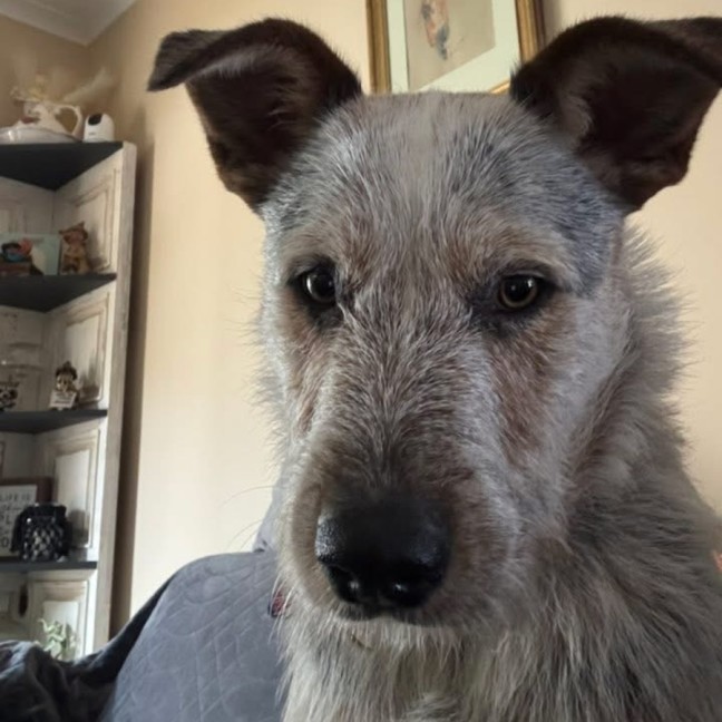 Photo of Jelly Slice