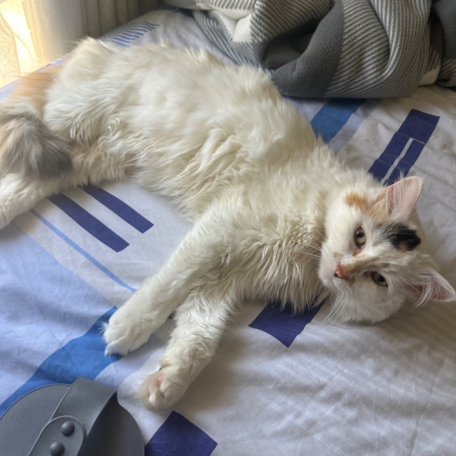 Photo of Cashew *9 Lives Project Rescue*