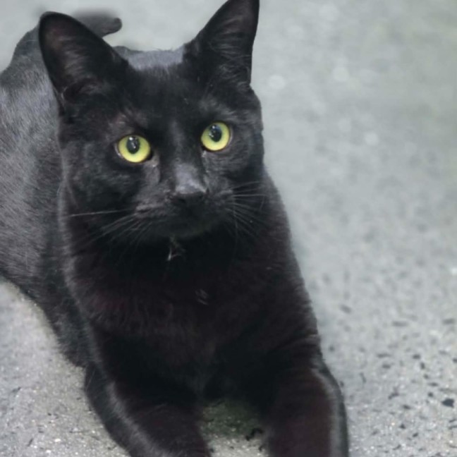 Photo of Whiskerella