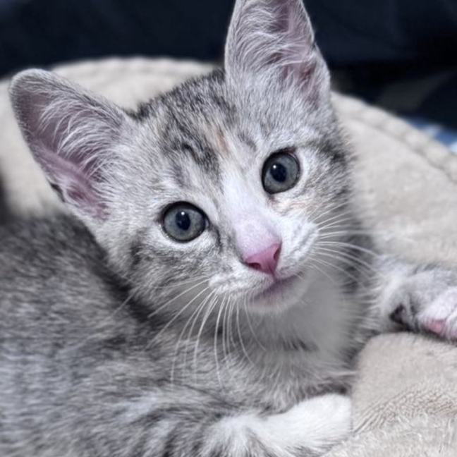 Photo of Mousey