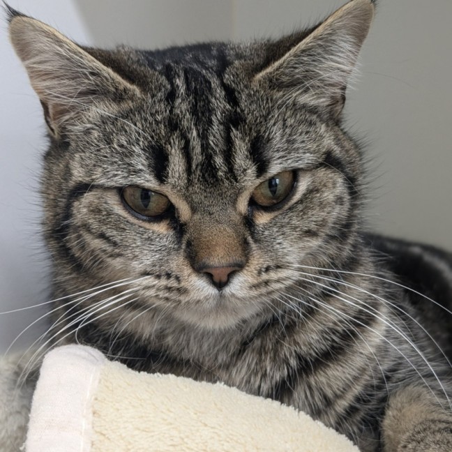 Photo of 🥝 Bindi 5396 🥝