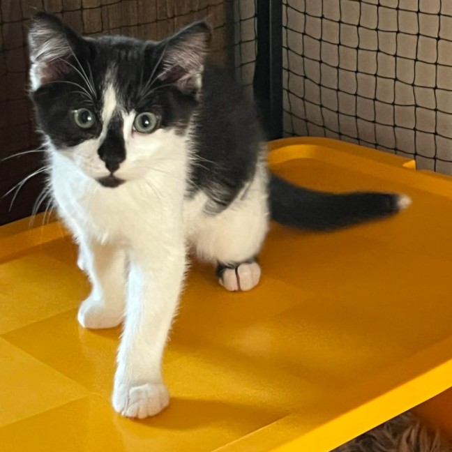 Photo of Zev **2nd Chance Cat Rescue **