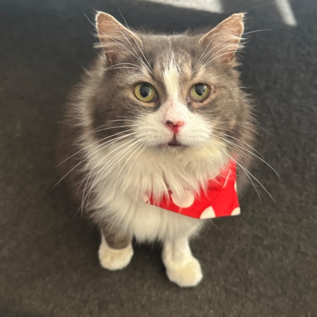 Photo of Mr Fluffaluffagus