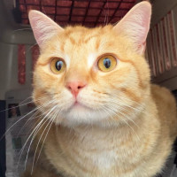 Photo of Pumpkin Sam