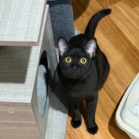 Photo of Nova