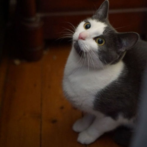 Rebecca - Domestic Short Hair (DSH) Cat
