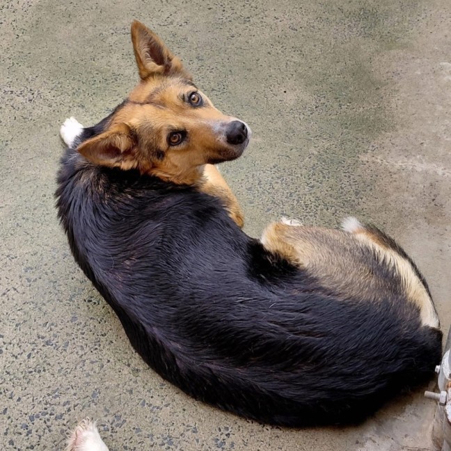 Photo of Leia