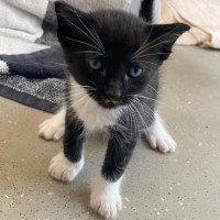 Photo of C1360 Hermoine