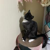 Photo of Mittens