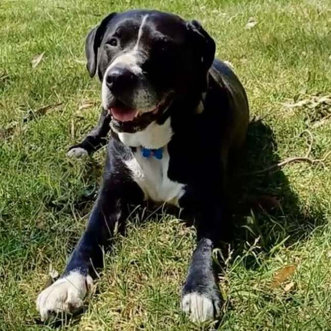Photo of Rusty