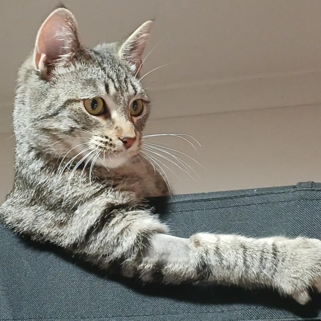 Photo of Harper * 9 Lives Project Rescue*