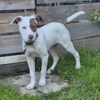 Photo of Aerona