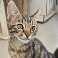 Photo of C1483 Ollie