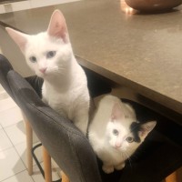 Photo of August ** 2nd Chance Cat Rescue**