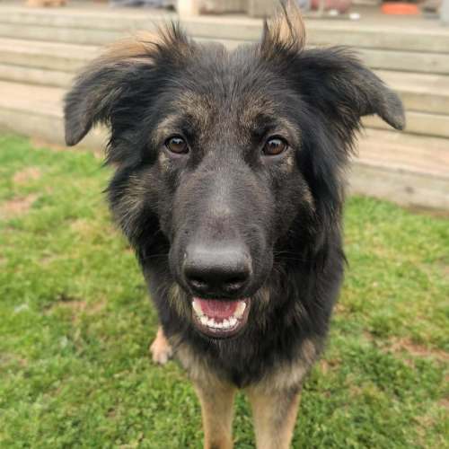 Smurf - German Shepherd Dog (Long Stock Coat) Dog