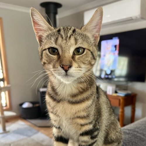 Indi - Domestic Short Hair (DSH) Cat