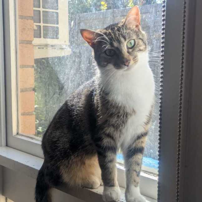 Photo of 🐭 Styx 🐭