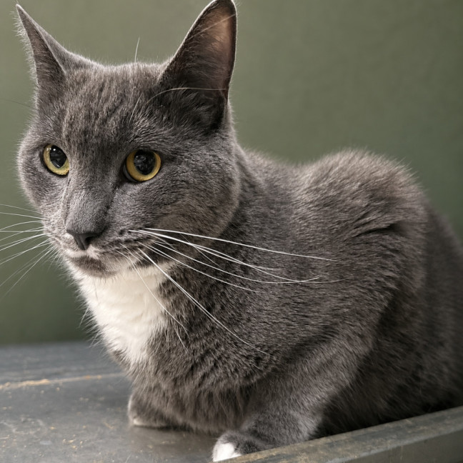 Photo of Griffin 