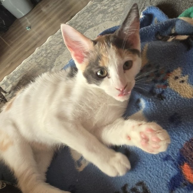 Photo of Amelia