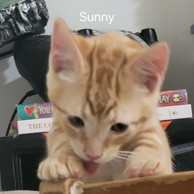 Photo of Sunny