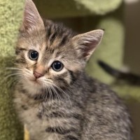 Photo of Mistletoe/Toey Meet Me@Petstock Mornington Nepean 