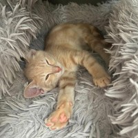 Photo of Bombora ** 2nd Chance Cat Rescue**