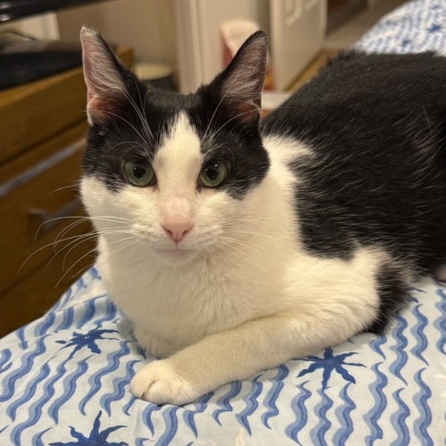 Sallie - Domestic Short Hair (DSH) Cat