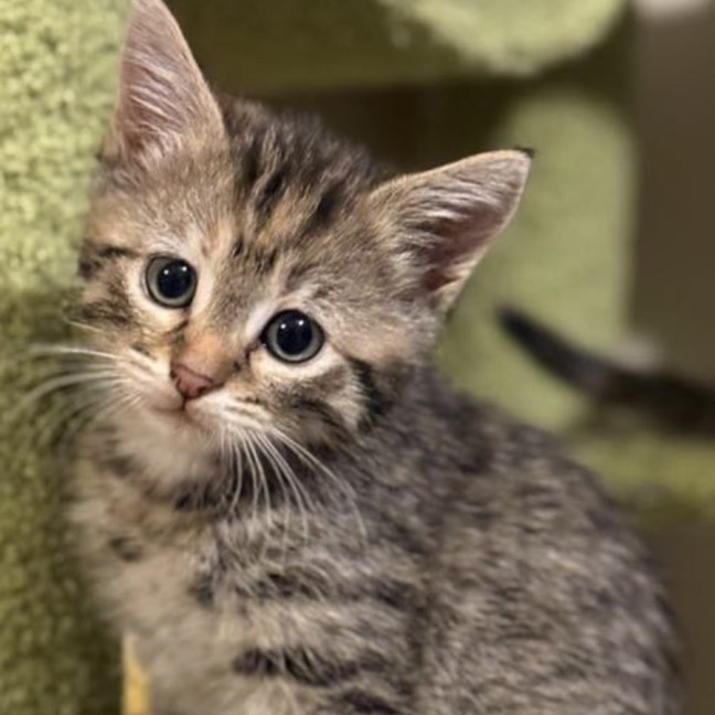 Photo of Mistletoe/Toey Meet Me@Petstock Mornington Nepean 