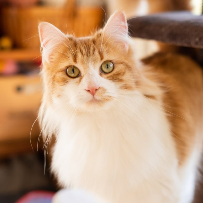 Photo of Fairy Cakes (Berry) 