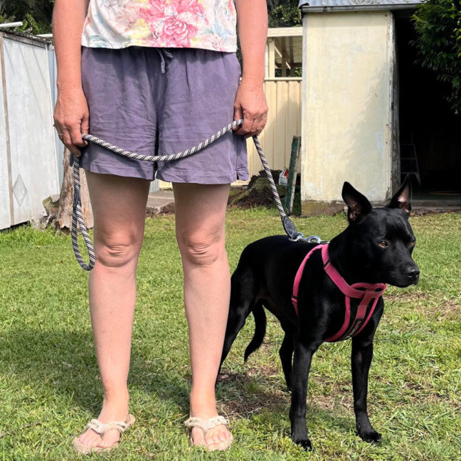 Photo of Remy   2 Year Old Staffy X Kelpie