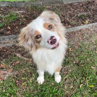 Photo of Flossy 