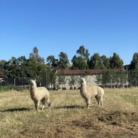 Photo of Alice And Macca