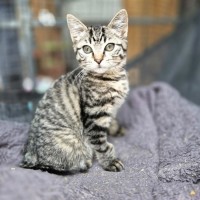 Photo of Sycamore ** 2nd Chance Cat Rescue**