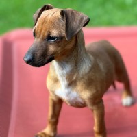 Photo of Lyra