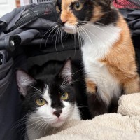 Photo of 🧡 Bandit 🧡