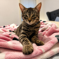 Photo of Koda