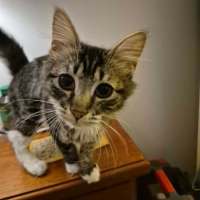 Photo of Mascara **2nd Chance Cat Rescue **