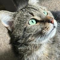 Photo of Apolo