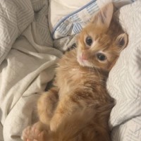 Photo of Matzo   Located In Pakenham