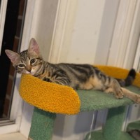 Photo of Sushi