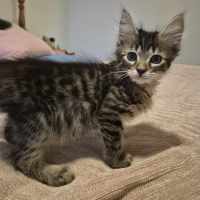 Photo of Snowdon ** 2nd Chance Cat Rescue**