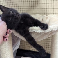 Photo of Lucky Lizzy