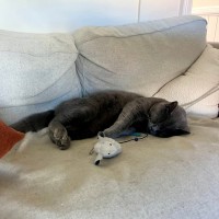 Photo of Patapoof