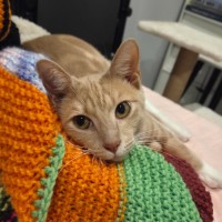 Photo of Poppyseed