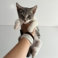 Photo of Lavinia