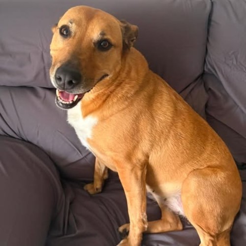 Clover - Australian Kelpie x Labrador Retriever Dog
