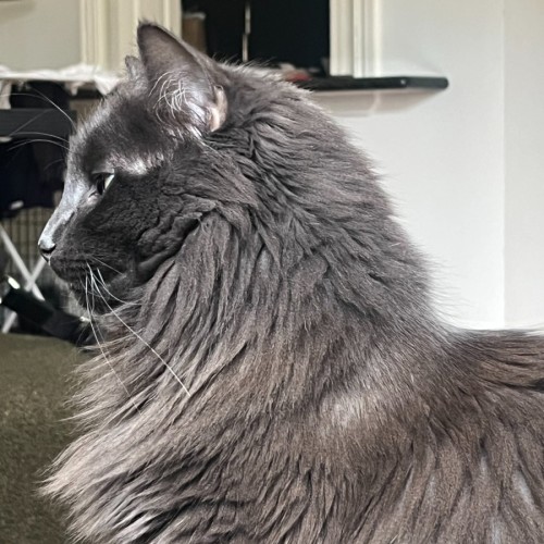 Ciaran - Domestic Medium Hair (DMH) Cat