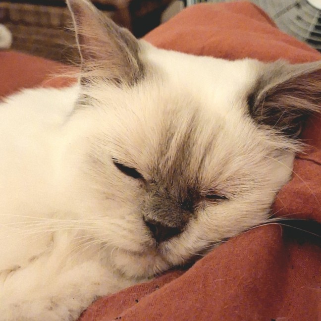 Photo of Taco