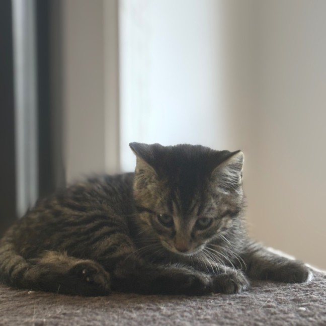 Photo of Ross Meet Me@Petstock Hastings Store 